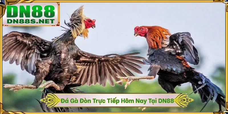 Đá Gà Đòn Trực Tiếp Hôm Nay - 88 Trận Đấu Nảy Lửa Tại DN88